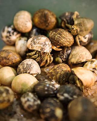 포토 JPG 해외이미지 동물 야생동물 모래 바다 섬 백그라운드 자연 하늘 조개 생물 종류 갑각류 사람없음 빨간색 물 카메라 게 껍질 흰색 작음 땅 묘사 에코 부드러움 태평양 내추럴 블러 효과 해외포토 자연요소 컬러 어패류 전자제품 환경 감각 크기 생태계 파일형식 이미지허브