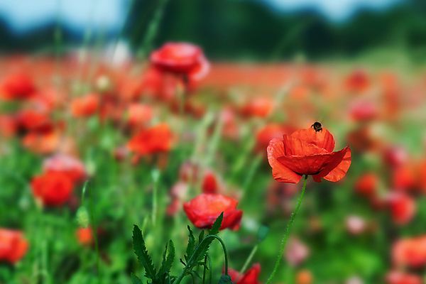 포토 JPG 해외이미지 식물 계절 공원 꽃 꽃다발 여행 잎 밭 자연 요정 굴뚝 사랑 사람없음 빨간색 빛 뷰티 환경 정원 봄 튤립 벚꽃 시골 개화 질감 양귀비 내추럴 생태학 지질학 추모 해외포토 공공시설 교육 감정 컬러 농업 생태계 파일형식 이미지허브