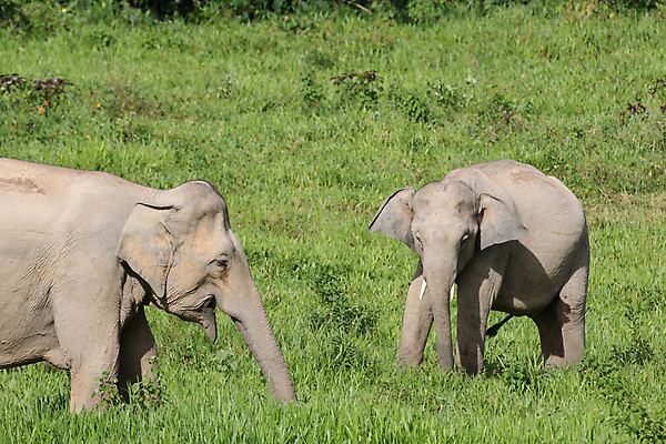 포토 JPG 해외이미지 동물 공원 아시아 야생동물 여행 포유류 가족 태국 자연 코끼리 종류 동양인 사람없음 환경 힘 아기 보호 숲 큼 인도인 코 멸종 내추럴 벌목 인구 전국 지능 해외포토 외국인 공공시설 나라 컨셉 관계 사람 인종 신체부위 크기 생태계 파일형식 이미지허브