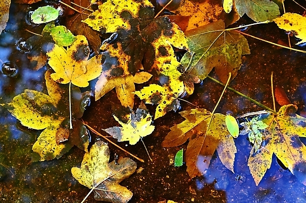 포토 JPG 해외이미지 나무 식물 계절 공원 백그라운드 컨셉 단풍 잎 오렌지 자연 벽지 날씨 추상 건조 따뜻함 풍경 사람없음 야외 장식 빨간색 빛 컬러풀 햇빛 태양 갈색 노란색 환경 정원 활발 젖음 추위 수확 가을 황금 숲 9월 11월 묘사 질감 10월 내추럴 해외포토 자연요소 공공시설 컬러 무늬 농업 과일 날짜 생태계 파일형식 이미지허브