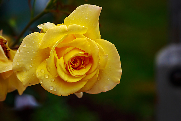 포토 JPG 해외이미지 꽃 산업 농업 자연 사람없음 야외 가로 컬러풀 장미 닫기 원예 카피스페이스 해외포토 식물 컬러 모션 취미 공백 생태계 파일형식 이미지허브