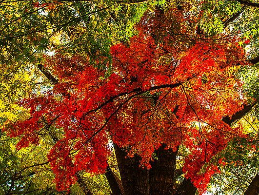 포토 JPG 해외이미지 주간 단풍 단풍나무 사람없음 야외 해외포토 자연요소 나무 잎 파일형식 이미지허브