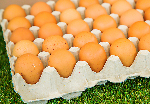 포토 JPG 해외이미지 실내 잔디 사람없음 계란 계란판 해외포토 식물 내부 알 파일형식 이미지허브