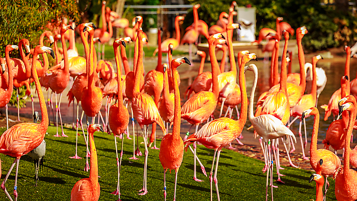 포토 JPG 해외이미지 동물 북아메리카 조류 사람없음 야외 가로 컬러풀 미국 플라밍고 캘리포니아 해외포토 컬러 아메리카 파일형식 이미지허브