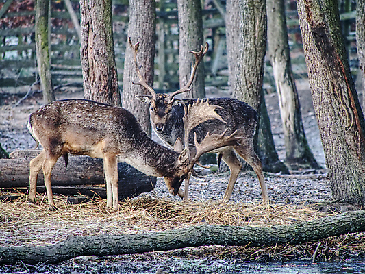 포토 JPG 해외이미지 주간 나무 유럽 야생동물 사슴 뿔 사람없음 야외 숲 해외포토 자연요소 식물 동물 나라 포유류 파일형식 이미지허브