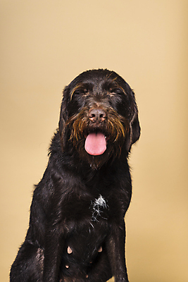 포토 JPG 해외이미지 동물 응시 여자 수염 앉기 사람없음 반려동물 머리 개 혀 콧수염 사냥개 체코 사냥꾼 송곳니 고립 기르기 충고 해외포토 직업 시선 유럽 포유류 모션 사람 신체부위 입 치아 돌봄 파일형식 이미지허브