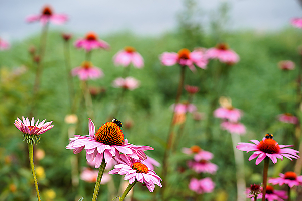 포토 JPG 해외이미지 식물 계절 꽃잎 꽃 분홍색 백그라운드 꽃무늬 자연 벽지 사람없음 초록색 컬러풀 뷰티 약 정원 보라색 봄 활발 들꽃 벚꽃 약재 개화 약초 허브 데이지 꽃가루 내추럴 영원 해외포토 컬러 컨셉 무늬 의학 풀_식물 가루 생태계 파일형식 이미지허브