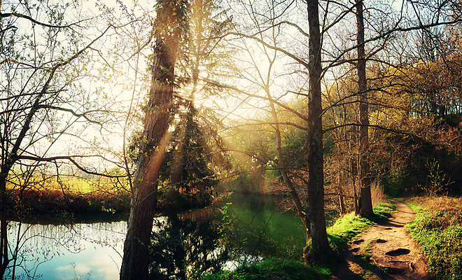 포토 JPG 해외이미지 나무 식물 계절 잎 부분 자연 하늘 아침 날씨 휴가 휴식 그림자 사람없음 야외 초록색 물 빛 강 햇빛 태양 뷰티 반사 노란색 환경 맑음 침묵 고요 황혼 일몰 안개 나뭇가지 시골 연못 숲 뿌리 장면 지역 내추럴 삼림지대 현상 해외포토 주간 자연요소 컬러 컨셉 노을 소리 생태계 파일형식 이미지허브