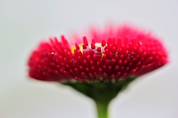 포토 JPG 해외이미지 계절 꽃잎 꽃 분홍색 백그라운드 자연 사람없음 야외 빨간색 초록색 물 뷰티 노란색 정원 봄 젖음 물방울 닫기 떨어짐 소프트포커스 데이지 해외포토 자연요소 식물 컬러 컨셉 모션 촬영기법 생태계 파일형식 이미지허브