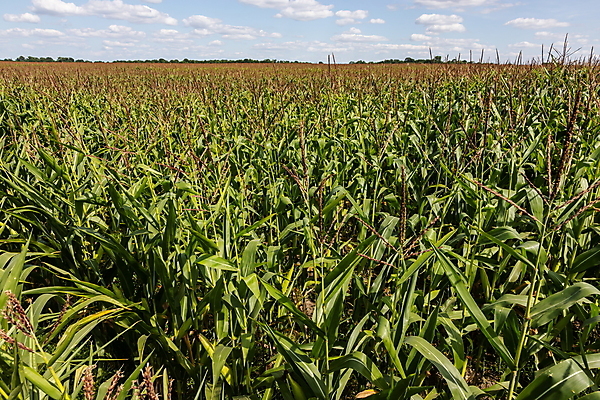 포토 JPG 해외이미지 식물 계절 문화 음식 잎 밭 농업 채소 자연 하늘 건강 옥수수 사람없음 야외 초록색 파란색 농작물 햇빛 태양 농장 농경지 환경 맑음 봄 수확 성장 시골 신선 낟알 땅 시리얼 유기농 장면 내추럴 밭일 줄서기 세련 해외포토 자연요소 웰빙 산업 컬러 모션 날씨 곡류 생태계 파일형식 이미지허브