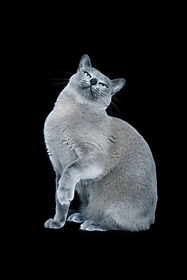 포토 JPG 해외이미지 동물 백그라운드 장난 가정 포옹 놀이 수염 털 서기 사람없음 초록색 파란색 반려동물 귀여움 회색 흰색 표현 우아함 달콤 은색 작음 호기심 꼬리 수의사 고립 기르기 단아함 유래 집게발 버미즈 해외포토 감정 컬러 컨셉 안기 모션 고양이 의사 맛 크기 돌봄 파일형식 이미지허브