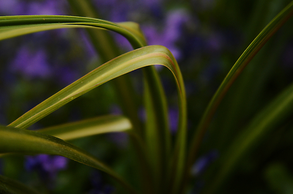 포토 JPG 해외이미지 식물 계절 꽃 화초 백그라운드 잎 밭 자연 갈대 풍경 잔디 사람없음 야외 장식 가로 초록색 여름 환경 정원 봄 성장 시골 신선 칼날 가장자리 냄비 큼 배열 에코 원예 이국적 그리너리 해외포토 컬러 농업 취미 둘레 솥 크기 생태계 파일형식 트랜드컬러 이미지허브