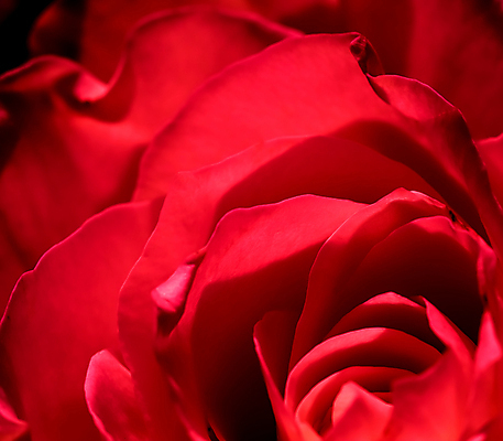 포토 JPG 해외이미지 식물 디자인 기념일 꽃잎 꽃 백그라운드 컨셉 꽃무늬 자연 추상 휴가 발렌타인데이 선물 사랑 사람없음 빨간색 빛 뷰티 장미 환경 정원 검은색 낭만 벚꽃 신선 신용카드 개화 선택 묘사 질감 초대 부드러움 내추럴 고립 해외포토 감정 컬러 무늬 데이이벤트 이벤트 금융 감각 생태계 파일형식 이미지허브