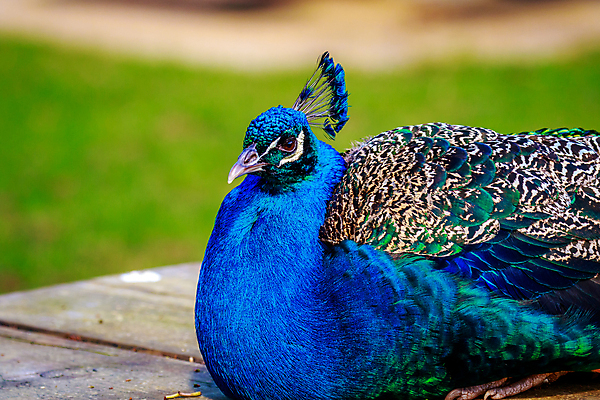 포토 JPG 해외이미지 동물 북아메리카 자연 조류 사람없음 야외 가로 컬러풀 미국 공작 시애틀 워싱턴 해외포토 컬러 아메리카 생태계 파일형식 이미지허브
