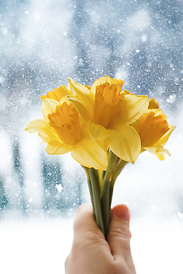 포토 JPG 해외이미지 손 꽃 실내 들기 신체부위 잡기 수선화 해외포토 식물 모션 사람 내부 파일형식 이미지허브