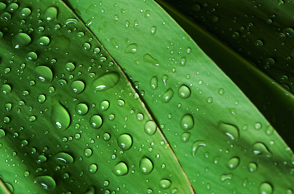 포토 JPG 해외이미지 식물 디자인 계절 백그라운드 잎 패턴 자연 벽지 추상 손바닥 사람없음 야외 장식 초록색 물 여름 환경 어둠 거품 젖음 성장 물방울 신선 떨어짐 이슬 열대우림 빗방울 순수 질감 내추럴 생태학 이국적 그리너리 해외포토 자연요소 손 교육 컬러 컨셉 무늬 비_날씨 숲 생태계 파일형식 트랜드컬러 이미지허브