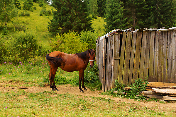 포토 JPG 해외이미지 나무 동물 전통 공원 야생동물 여행 백그라운드 밭 포유류 자연 휴가 산 주택 파노라마 사람없음 건물 목재 초록색 농장 갈색 마을 환경 계곡 가축 하이킹 시골 숲 오두막 방목 언덕 옛날 해외포토 식물 건축물 공공시설 컬러 농업 재료 레저 촬영기법 축산업 생태계 파일형식 이미지허브