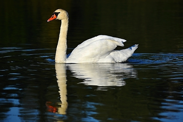 포토 JPG 해외이미지 동물 호수 야생동물 백그라운드 자연 조류 사랑 사람없음 야외 물 파란색 빛 뷰티 반사 평화 귀여움 검은색 수영 침묵 일몰 거울 흰색 하트 연못 황무지 우아함 심볼 순수 깃털 싱글 부리 백조 장면 목 단아함 벙어리 해외포토 자연요소 모양 감정 컬러 컨셉 신체부위 노을 소리 수상스포츠 생태계 파일형식 이미지허브