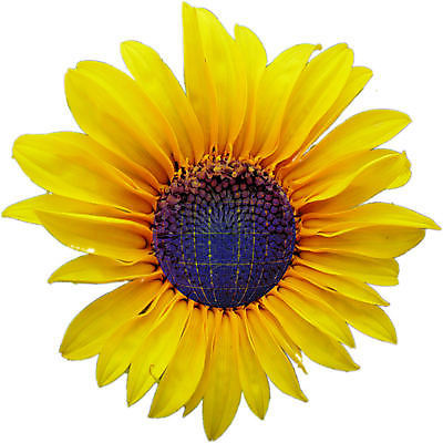 포토 JPG 해외이미지 산업 과학 자연 해바라기 세포 사람없음 초록색 빛 햇빛 태양 환경 힘 장비 발전기 에너지 판넬 보호 에코 생태계 시스템 세대 패널 혁명 생태학 수집가 해외포토 자연요소 직업 교육 꽃 컬러 컨셉 발전소 파일형식 이미지허브