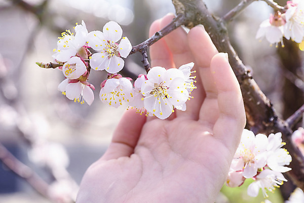 포토 JPG 해외이미지 주간 손 공원 꽃잎 근접촬영 야외 신체부위 봄 낭만 벚꽃 잡기 개화 해외포토 자연요소 계절 공공시설 꽃 뷰포인트 컨셉 모션 사람 파일형식 이미지허브