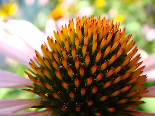 포토 JPG 해외이미지 식물 꽃잎 꽃 분홍색 잎 꽃무늬 자연 건강 사람없음 야외 장식 빨간색 초록색 뷰티 약 정원 보라색 봄 활발 벚꽃 약재 개화 닫기 약초 허브 원예 데이지 내추럴 자연요법 치료제 해외포토 계절 컬러 컨셉 무늬 의학 모션 취미 풀_식물 생태계 파일형식 이미지허브