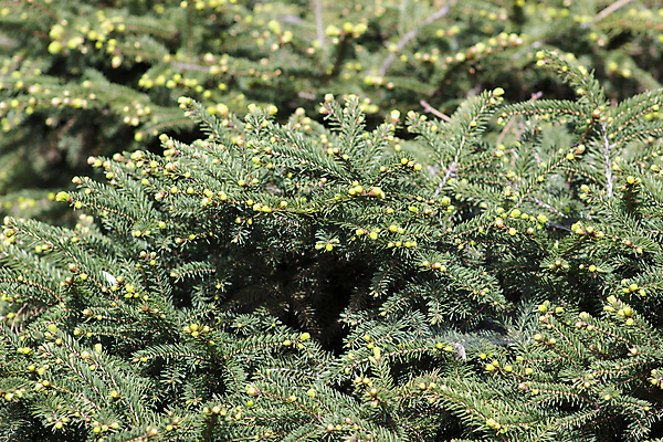 포토 JPG 해외이미지 나무 식물 계절 공원 백그라운드 잎 크리스마스 패턴 자연 추상 휴가 사람없음 야외 목재 장식 초록색 빛 뷰티 우주 환경 정원 봄 성장 나뭇가지 신선 소나무 숲 묘사 질감 상록수 침엽수 전나무 원뿔 내추럴 가문비나무 해외포토 도형 공공시설 기념일 컬러 무늬 재료 생태계 파일형식 이미지허브