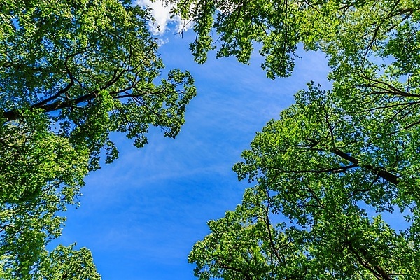 포토 JPG 해외이미지 나무 식물 응시 계절 공원 백그라운드 낙엽 잎 자연 하늘 추상 왕관 프레임 사람없음 초록색 파란색 빛 햇빛 태양 뷰티 환경 맑음 봄 성장 나뭇가지 구멍 정상 숲 레이아웃 7월 내추럴 카피스페이스 국경 해외포토 자연요소 시선 공공시설 컬러 무늬 날씨 공백 날짜 생태계 파일형식 이미지허브
