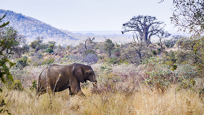 포토 JPG 해외이미지 동물 야생동물 포유류 아프리카 자연 코끼리 파노라마 국립공원 풍경 사람없음 황무지 보호 사파리 서식지 남아프리카 보츠와나 보호구역 사바나 해외포토 멸종위기종 공원 나라 컨셉 촬영기법 생태계 구역 파일형식 이미지허브