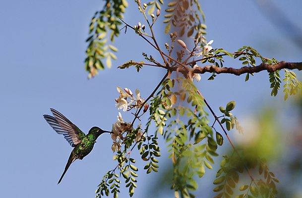 포토 JPG 해외이미지 꽃 야생동물 조류 사람없음 야외 나뭇가지 소프트포커스 작음 벌새 해외포토 나무 식물 동물 촬영기법 크기 파일형식 이미지허브