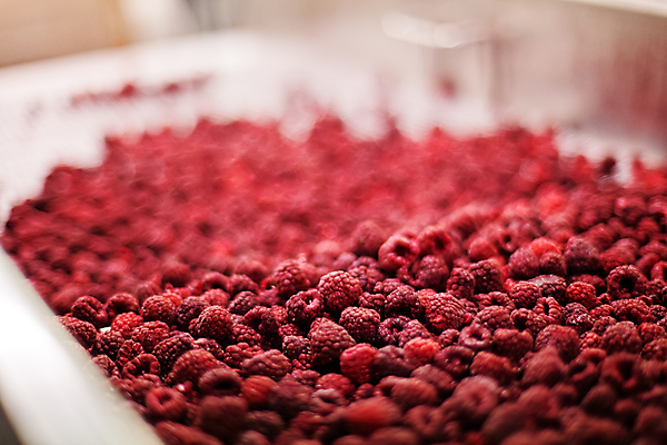 포토 JPG 해외이미지 공장 사람없음 아웃포커스 냉동 기계 제조 산딸기 식품공장 냉동식품 해외포토 음식 과일 공업 촬영기법 파일형식 이미지허브