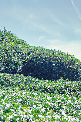 포토 JPG 해외이미지 나무 식물 아시아 백그라운드 잎 밭 농업 자연 하늘 산 동양인 사람없음 야외 초록색 파란색 뷰티 농장 우주 정원 일본 봄 성장 시골 신선 대만 언덕 유기농 장면 계단식 내추럴 해외포토 웰빙 계절 나라 산업 컬러 인종 생태계 파일형식 이미지허브