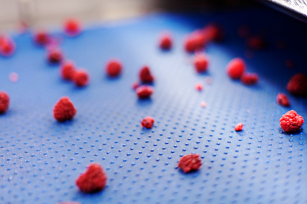 포토 JPG 해외이미지 공장 사람없음 아웃포커스 냉동 기계 제조 산딸기 분류 식품공장 냉동식품 해외포토 음식 과일 공업 촬영기법 파일형식 이미지허브