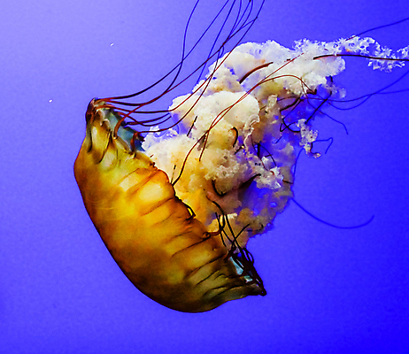 포토 JPG 해외이미지 동물 사람없음 가로 해파리 해외포토 자포동물 파일형식 이미지허브