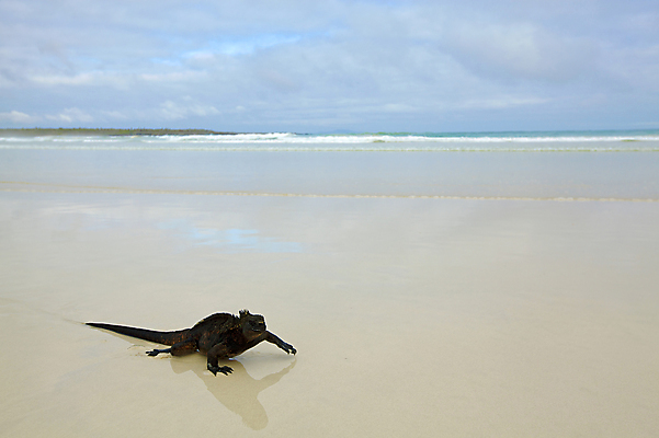 포토 JPG 해외이미지 동물 척추동물 야생동물 모래 바다 파충류 자연 생물 종류 양서류 사람없음 야외 물 빛 반사 용 피부 눈금 도마뱀 에콰도르 이구아나 갈라파고스 멸종 스파이크 기어가기 몬스터 이국적 해외포토 자연요소 모션 신체부위 남아메리카 생태계 파일형식 이미지허브