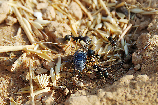 포토 JPG 해외이미지 동물 실루엣 지구 야생동물 모래 곤충 자연 협력 노동자 사람없음 야외 노란색 검은색 업무 작업 원형 구멍 그룹 해충 벌레 둥지 개미 식민지 해외포토 도형 직업 컬러 촬영기법 생태계 파일형식 이미지허브