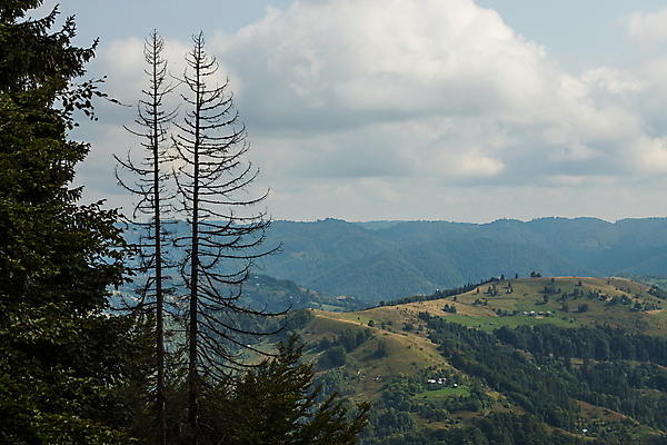 포토 JPG 해외이미지 나무 계절 공원 여행 백그라운드 자연 하늘 아침 휴가 산 파노라마 사람없음 야외 초록색 파란색 빛 컬러풀 햇빛 태양 환경 계곡 맑음 봄 광선 정상 숲 언덕 전나무 내추럴 우크라이나 절정 해외포토 주간 자연요소 식물 공공시설 유럽 컬러 날씨 촬영기법 생태계 파일형식 이미지허브