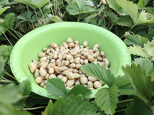 포토 JPG 해외이미지 접시 열매 음식 조각 잎 다이어트 과일 자연 딸기 디저트 건강 요리 사람없음 빛 정원 빵집 회색 흰색 시골 신선 그룹 선택 달콤 맛 아침식사 먹기 오브젝트 유기농 내추럴 고립 엘리먼트 핸드메이드 맛있는 해외포토 식물 식기 웰빙 컬러 컨셉 모션 상점 식사 생태계 파일형식 이미지허브