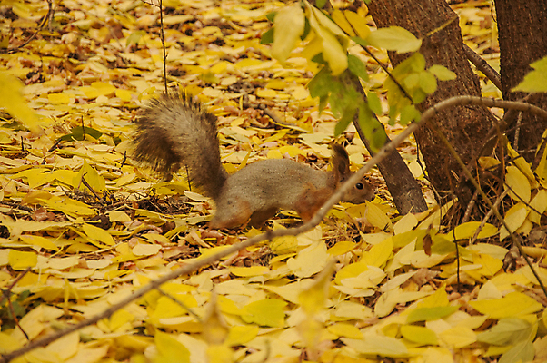 포토 JPG 해외이미지 나무 동물 1 공원 야생동물 백그라운드 잎 오렌지 포유류 자연 생물 털 사람없음 야외 목재 빨간색 초록색 뷰티 갈색 노란색 귀여움 환경 수확 가을 나뭇가지 설치류 숲 작음 먹이 모피 검색 호기심 꼬리 다람쥐 문제 솜털 서식지 내추럴 동물상 해외포토 식물 계절 공공시설 감정 컬러 컨셉 농업 과일 재료 조형물 크기 생태계 파일형식 이미지허브
