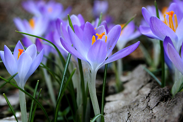 포토 JPG 해외이미지 꽃 오렌지 자연 부활절 사람없음 컬러풀 정원 보라색 봄 벚꽃 인사 라일락 해외포토 식물 계절 기념일 컬러 과일 예절 생태계 파일형식 이미지허브