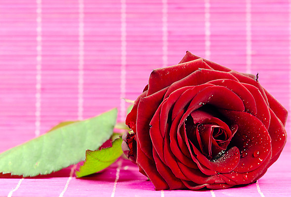 포토 JPG 해외이미지 꽃잎 꽃 분홍색 꽃무늬 자연 발렌타인데이 사랑 사람없음 빨간색 장미 낭만 해외포토 식물 감정 컬러 컨셉 무늬 데이이벤트 생태계 파일형식 이미지허브