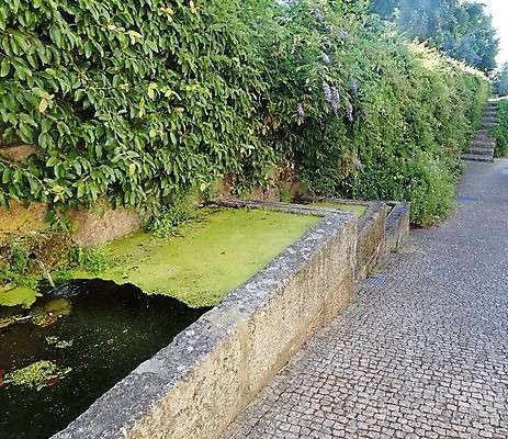 포토 JPG 해외이미지 꽃 수영장 사람없음 초록색 물 계단 조약돌 바위 개화 해조류 포도나무 배수구 해외포토 자연요소 식물 컬러 돌_바위 해양식물 과일나무 파일형식 이미지허브