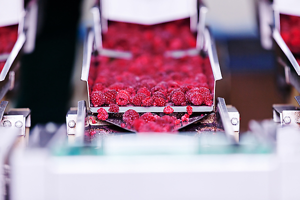 포토 JPG 해외이미지 공장 사람없음 아웃포커스 냉동 기계 제조 소프트포커스 산딸기 분류 식품공장 냉동식품 해외포토 음식 과일 공업 촬영기법 파일형식 이미지허브