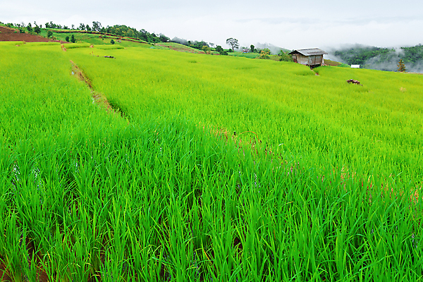포토 JPG 해외이미지 식물 아시아 문화 지구 음식 여행 백그라운드 패턴 농업 태국 자연 밥 산 동양인 사람없음 초록색 물 농작물 농장 농경지 계곡 수확 안개 성장 시골 오두막 땅 언덕 유기농 시골집 논밭 밭일 생태학 해외포토 자연요소 웰빙 교육 나라 산업 컬러 무늬 밭 날씨 주택 논 인종 생태계 파일형식 이미지허브