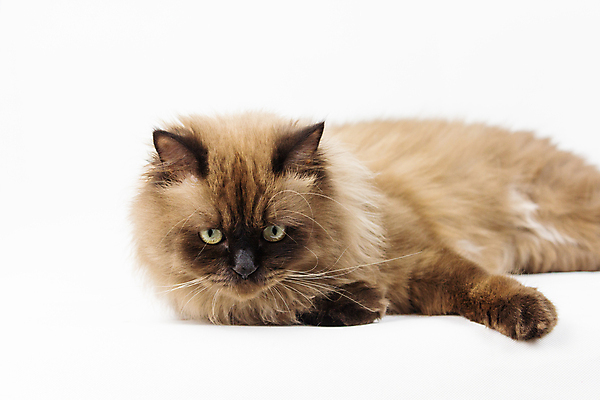 포토 JPG 해외이미지 동물 1 응시 백그라운드 장난 포유류 털 서기 앉기 사람없음 초록색 반려동물 갈색 고양이 줄무늬 회색 흰색 달콤 조립 고립 기르기 해외포토 시선 컬러 무늬 모션 맛 돌봄 파일형식 이미지허브