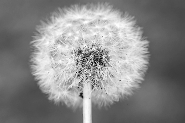 포토 JPG 해외이미지 주간 흑백 근접촬영 사람없음 야외 민들레 민들레홀씨 해외포토 자연요소 꽃 뷰포인트 촬영기법 파일형식 이미지허브