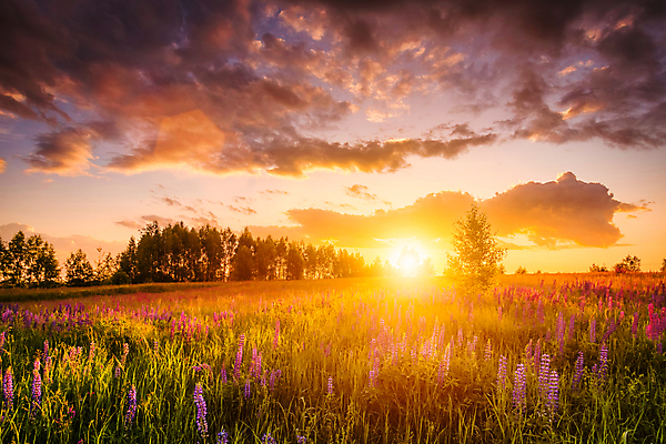 포토 JPG 해외이미지 꽃밭 자연 하늘 사람없음 야외 햇빛 태양 일몰 해외포토 자연요소 꽃 노을 생태계 파일형식 이미지허브