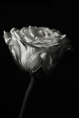 포토 JPG 해외이미지 한송이 흑백 실내 근접촬영 사람없음 장미 해외포토 1 꽃 뷰포인트 촬영기법 내부 송이 파일형식 이미지허브