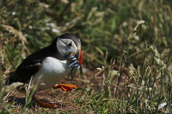 포토 JPG 해외이미지 동물 계절 야생동물 음식 모래 바다 섬 날개 오렌지 자연 조류 웨일즈 어류 사람없음 빨간색 파란색 컬러풀 노란색 검은색 흰색 작음 장어 깃털 부리 멸종 대서양 적재 계산서 내추럴 동물상 왕국 많음 펨브룩셔 해외포토 컬러 컨셉 과일 영국 조형물 수중동물 크기 생태계 파일형식 이미지허브