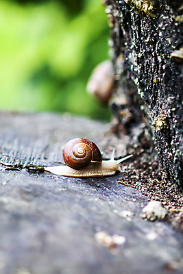 포토 JPG 해외이미지 주간 한마리 사람없음 야외 아웃포커스 돌_바위 소프트포커스 기어가기 해외포토 자연요소 1 모션 촬영기법 파일형식 이미지허브