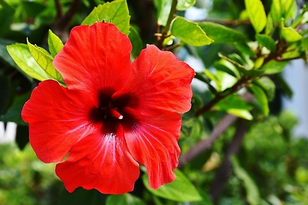 포토 JPG 해외이미지 나무 식물 1 꽃잎 꽃 아시아 줄기 섬 여행 백그라운드 잎 꽃무늬 자연 사람없음 장식 빨간색 초록색 여름 컬러풀 뷰티 장미 노란색 정원 벚꽃 흰색 신선 개화 닫기 큼 오브젝트 싱글 하와이 동쪽 내추럴 고립 꽃수술 이국적 히비스커스 플로리다 해외포토 계절 나라 컬러 무늬 모션 미국 크기 방향 생태계 파일형식 이미지허브